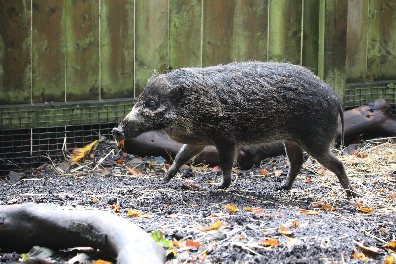 Visayan warty pig running with fence behind Image: AMY MIDDLETON 2023